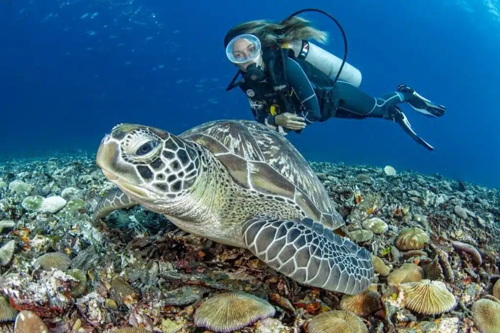 Double Dive Island Adventure